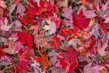 Red Leaves