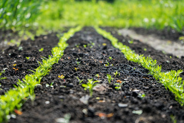 Microgreens grow from the ground in the vegetable garden. Green salad in the garden. Growing vegetables, fruits and herbs