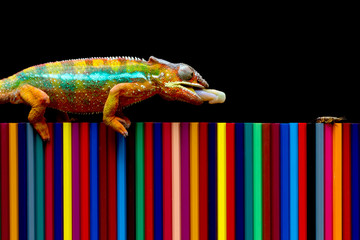 Chameleon panther tries to camouflage on colored pencils, Beautiful of chameleon panther © kuritafsheen