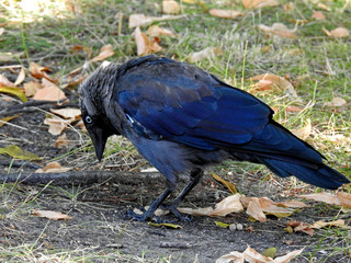 animal bird called jackdaw the most common and most often seen in the city of Białystok in Podlasie, Poland