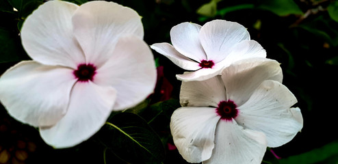 white magnolia flower