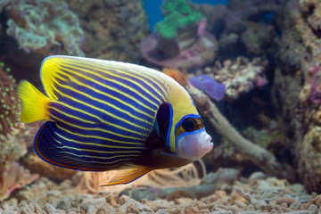Naklejka na ściany i meble Marine fish with beautiful colors