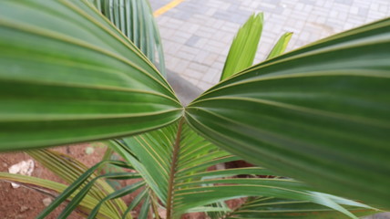 palm tree leaves