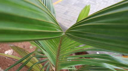 green leaves in the sun