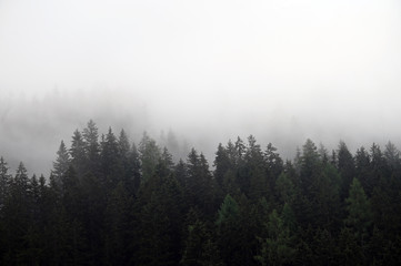 Pine trees in the fog landscape Bad Gastein Austria