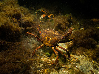A closeup picture of two crabs getting ready for an underwater crab fight. Picture from Oresund, Malmo in southern Sweden.