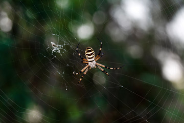 Beautiful spider on a spider web 