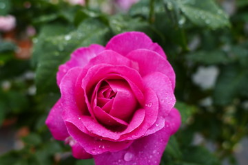 Rose 
