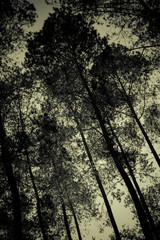 The silhouetted natural beauty of the pine forest in a dark view