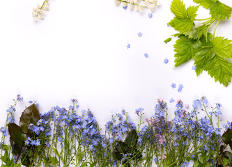 Obraz premium Flat lay view of small violet petal flowers and green leaves on white background.