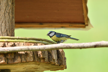 Feeding the blue titmouse with sunflower seeds in the garden