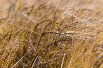 ears of wheat are swaying in the wind, a field of rye