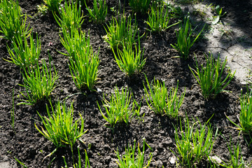 Microgreens grow from the ground in the vegetable garden. Green onions in the garden. Growing vegetables, fruits and herbs. Gardening