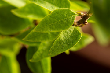 Close up of a leaf