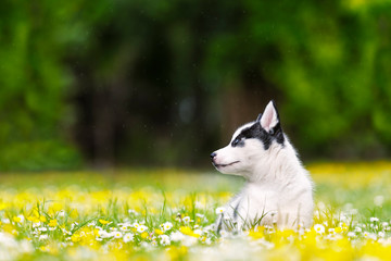 A small white dog puppy breed siberian husky with beautiful blue eyes in blooming spring garden. Dogs and pet photography