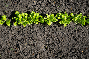 Microgreens grow from the ground in the vegetable garden. Green salad in the garden. Growing vegetables, fruits and herbs