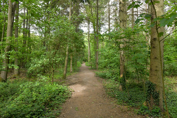 Romantischer Waldweg