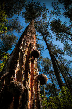 Looking upwards to the pine trees harvesting merks pine (Pinus merkusii) sap in few coconut shells for turpentine industries