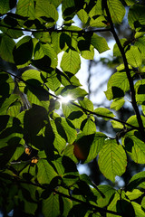 Bl&auml;tter im Sonnenlicht