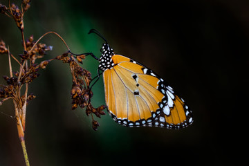 Macro shots, Beautiful nature scene. Closeup beautiful butterfly sitting on the flower in a summer garden.