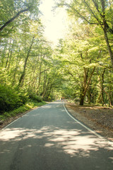 We drive along an empty paved road with white markings, passing through a mixed forest with pines and trees with green foliage on a Sunny summer day. The sun's rays are visible on the asphalt