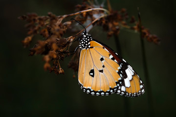 Fototapeta na wymiar Macro shots, Beautiful nature scene. Closeup beautiful butterfly sitting on the flower in a summer garden.