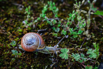 Snail in movement on dry ground with moss and tiny grass