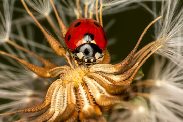 Fototapeta premium Beautiful ladybug on leaf defocused background