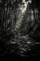 Fototapeta premium The natural beauty of the pine forest in a dark view