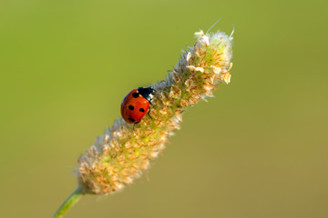 Naklejka premium Beautiful ladybug on leaf defocused background