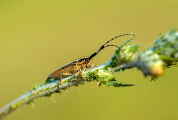 Close up  beautiful  insect in the garden