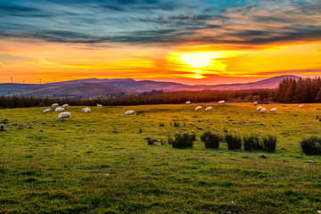 Fototapeta premium sunset over the field