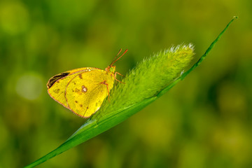 Macro shots, Beautiful nature scene. Closeup beautiful butterfly sitting on the flower in a summer garden.