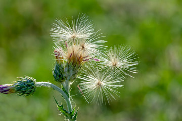 Dandelion seeds close up blowing in green background