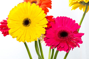 bouquet of colorful gerbera flowers