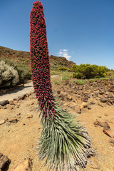 Red Tajinaste, endemic plant of Tenerife, in the National Park of El Teide, Canary Islands