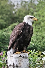 american bald eagle
