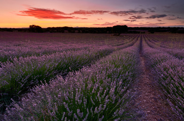 Sunset at lavender fields in Brihuega