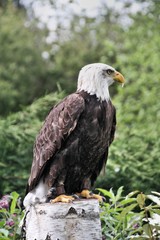 american bald eagle