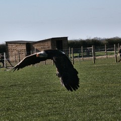 A Bald Eagle in flight