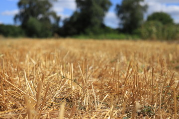 golden wheat field in summer