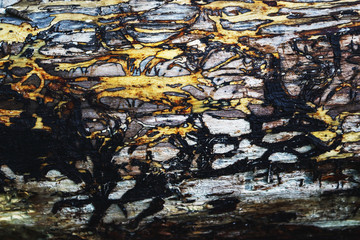 Forest tree bark wood textured trunk with little holes and cracks background