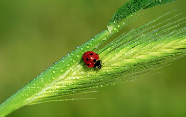 Beautiful ladybug on leaf defocused background