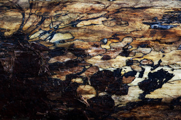 Forest tree bark wood textured trunk with little holes and cracks background