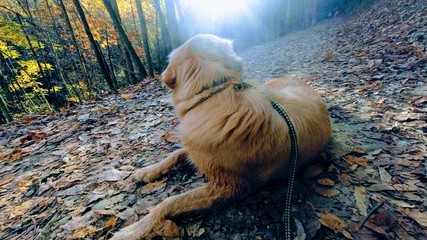 Dog resting on Autumn Trail