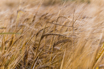Fototapeta premium ears of wheat are swaying in the wind, a field of rye