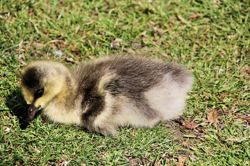 baby duck in the grass