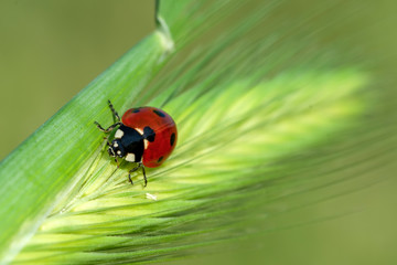 Beautiful ladybug on leaf defocused background