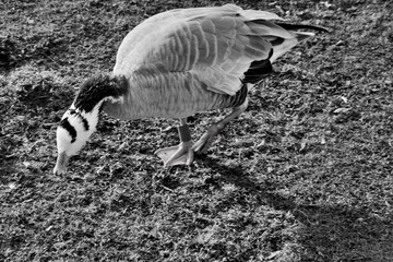 A view of a Bar Headed Goose in London