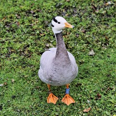 A view of a Bar Headed Goose in London